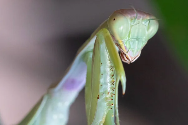 Macro Vicino Sulla Testa Una Mantide Religiosa Europea Mantis Religiosa — Foto Stock