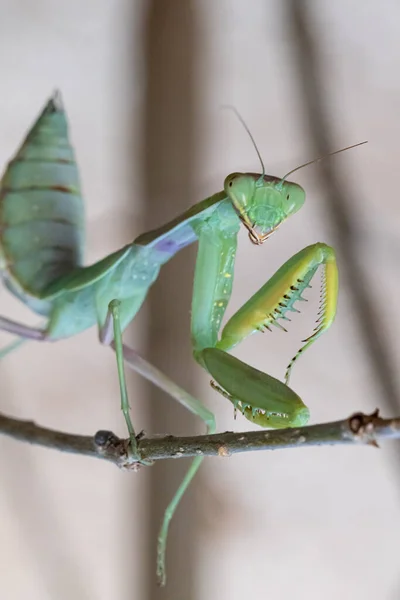 Uma Vista Macro Perto Louva Deus Europeu Mantis Religiosa Com — Fotografia de Stock