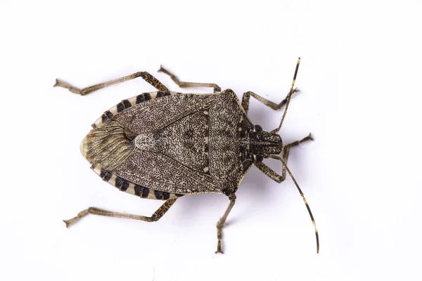 Brown Marmorated Fedor Bug Close Visão Dorsal — Fotografia de Stock