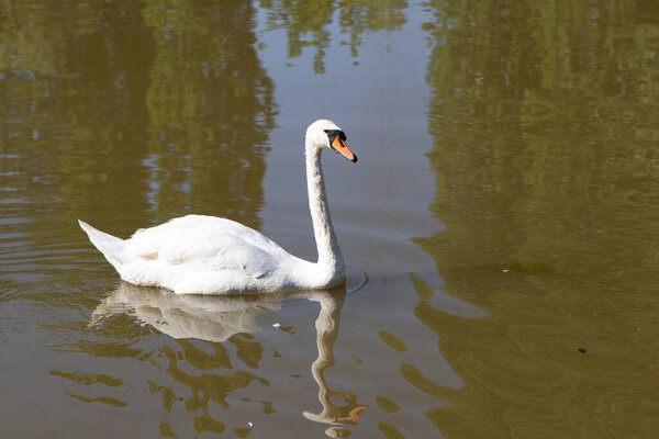 White swan on the lake
