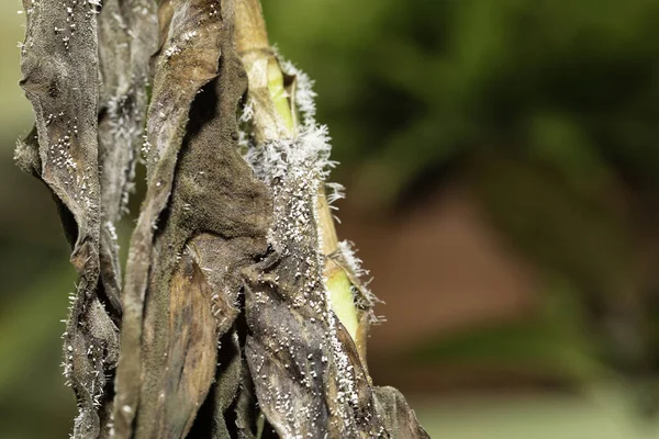 Plant stem with white mold close up