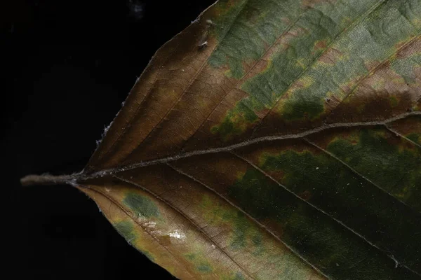 Macchie Marroni Sulla Foglia Malattia Delle Piante Vicino — Foto Stock