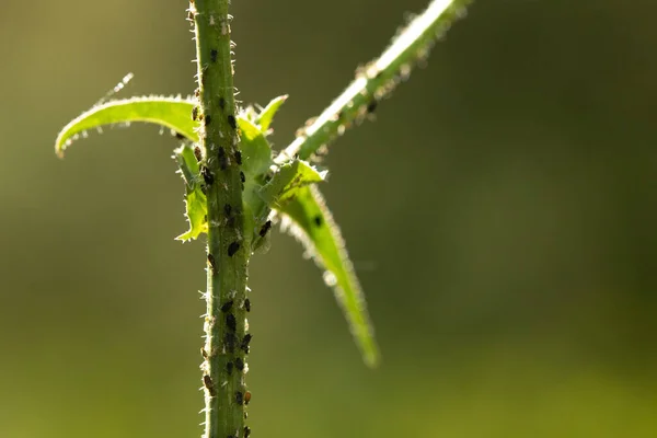 Insetti Nelle Piante — Foto Stock