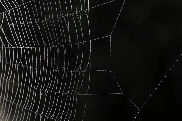 带晨露的蜘蛛网 背景模糊不清 — 图库照片
