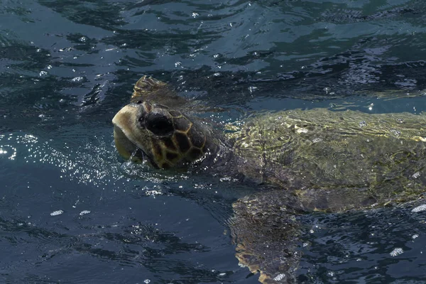 一只美丽的海龟在蔚蓝的海洋里游泳 它是两栖动物的自然栖息地 漂浮在水面上 有复制的空间 — 图库照片