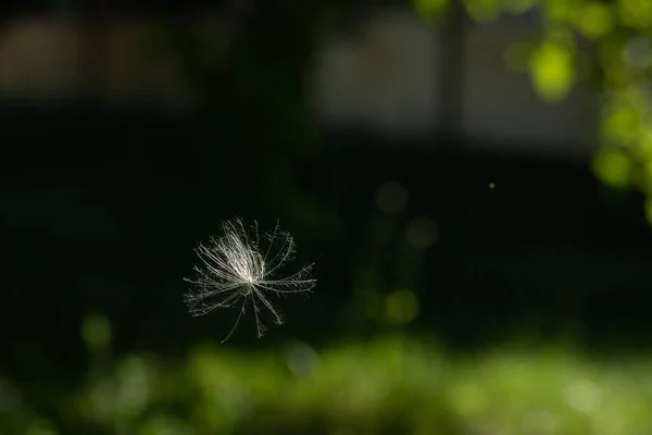 繊細なタンポポの種子の頭は ぼやけた緑のボケの自然な背景に対して空中を流れるのが見られます 種子は自然の中で発芽する — ストック写真