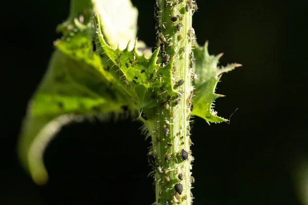 Makro Pohled Mšic Hmyz Plazící Zelené Trnité Rostlině Venku Společná — Stock fotografie