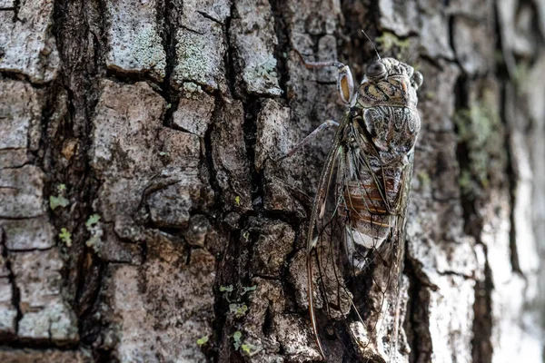 Una Visión Macro Detallada Insecto Cicada Volador Reposo Camuflado Sobre — Foto de Stock