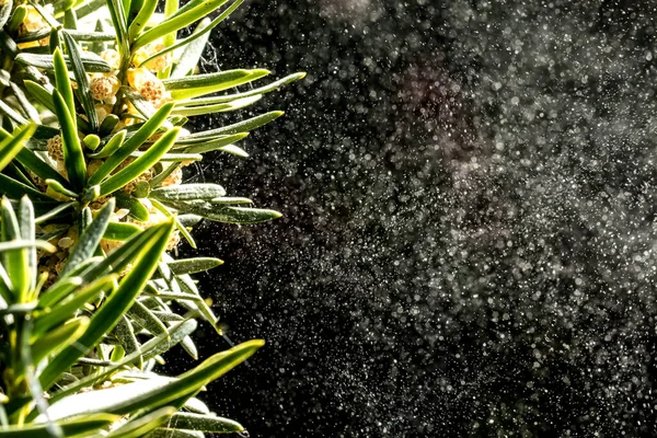 Green plants dust in the air — Stock Image Green Plants Dust Air Stock Image