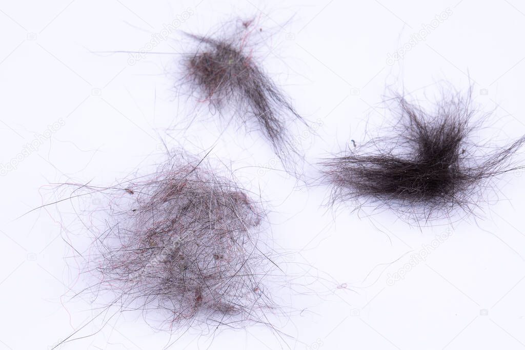 Clumps of hair and dust particles are seen closeup. Isolated against a white background. Vacuuming and sweeping, household chores.