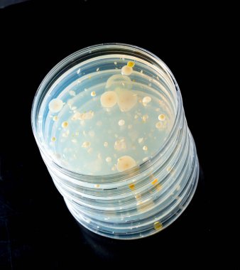 Tarım ortamında mikroorganizmalı petri kabı yığını