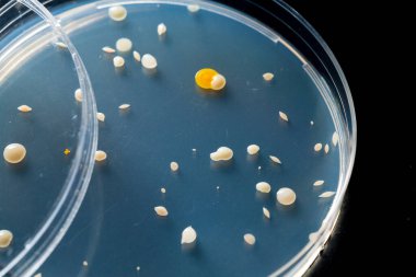 Spontane bakteri kolonileri.