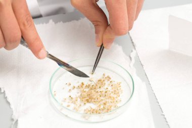 Bilim adamı cam bir petri kabında numuneleri izole ediyor.