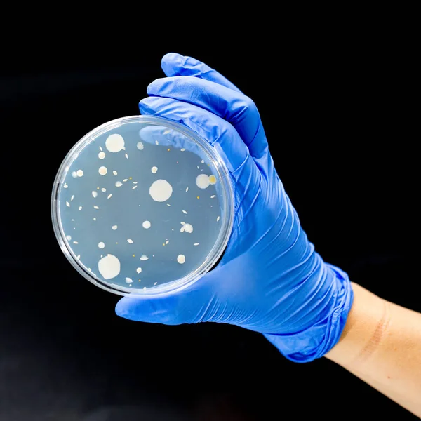 Onderzoeker Houdplaat Met Bacteriële Kolonies — Stockfoto