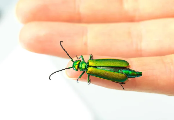 Escarabajo Verde Dedo Una Mujer Aislada Sobre Fondo Blanco — Foto de Stock