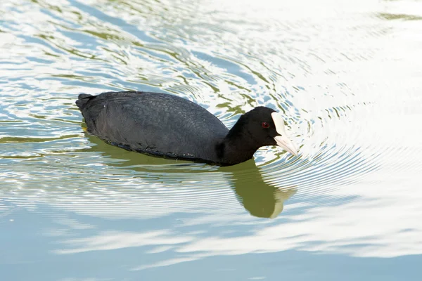 Coot Swimming Lake — Stock Photo, Image