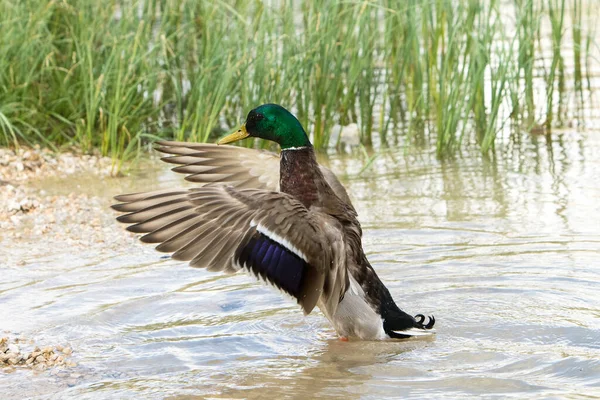 Male Mallard River Fly — Stock Photo, Image