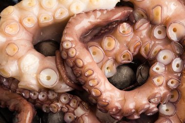  Ahtapot karanlık bir arka plan üzerinde