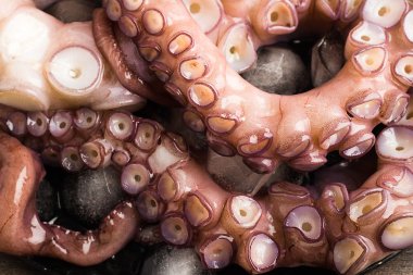 Ahtapot yakın çekim