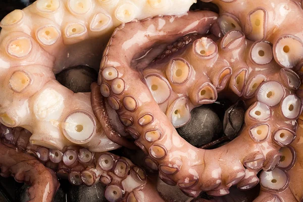  Ahtapot karanlık bir arka plan üzerinde