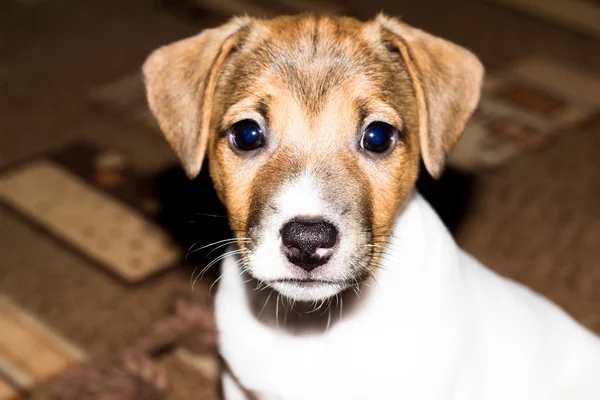 Chiot Jack Russell Terrier — Photo