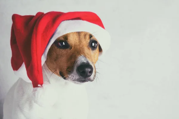 Dog in santa -claus cap on white background — Stock Photo, Image