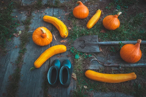 对当地的农村农民的收获。万圣节 pumkings。乡村景观. 免版税图库照片