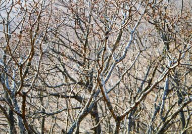 Çıplak ağaca brançlardan tomurcukları ile yakın çekim