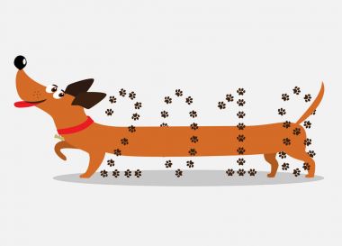 Sevimli çizgi daksund köpek 2018 numarası üzerinden gidiyor