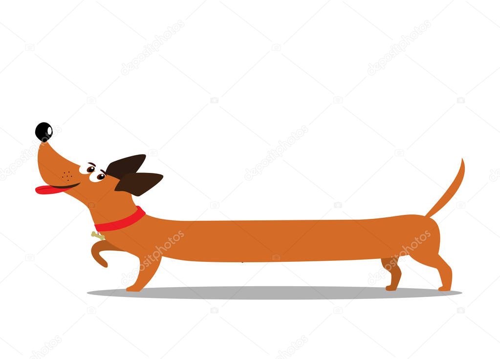 Cute cheerful long cartoon dachshund dog isolated on white backg