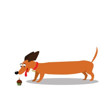 Beyaz arka plan üzerinde izole cupcake izlerken dachshund