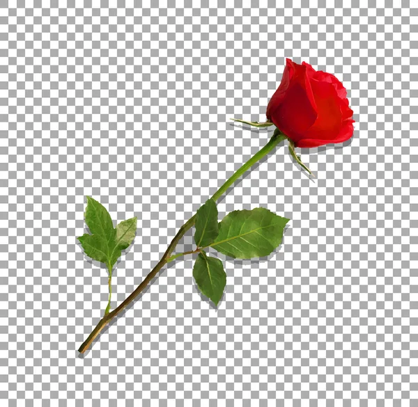 Zeer gedetailleerde bloem van rode roos geïsoleerd op transparante — Stockvector