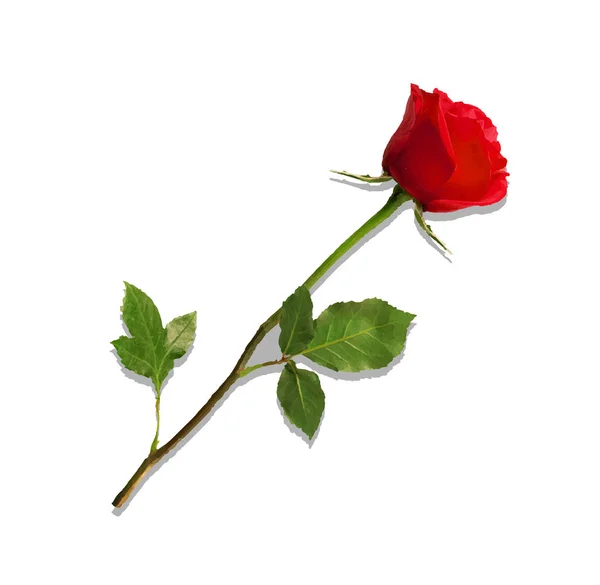 Bardzo szczegółowe kwiat na białym tle czerwona róża — Wektor stockowy