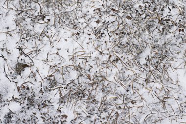 Kuru ot kırılgan hoarfrost ile kaplı buzlu