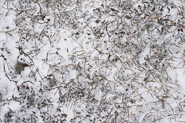 Grama seca fosca coberta com geada frágil — Fotografia de Stock