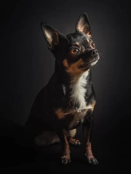 Sentado Chihuahua cão — Fotografia de Stock