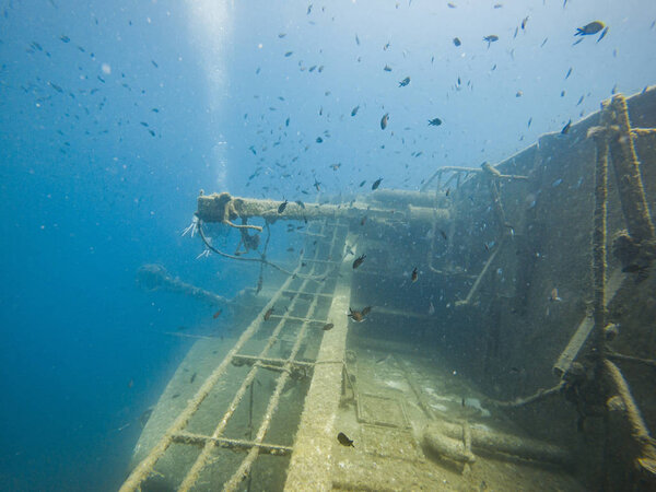 Shoal of Small Fish over the Sunken Ship near Sestrunj Island, Croatia