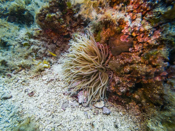 地中海海葵 科尔纳提群岛 克罗地亚亚得里亚海 — 图库照片