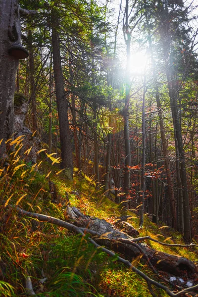 Jesień Lesie Mała Fatra Słowacja Zdjęcie Stockowe