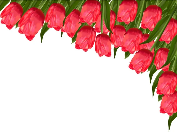 Różowe Tulipany Białym Tle Ilustracja Wektorowa — Wektor stockowy