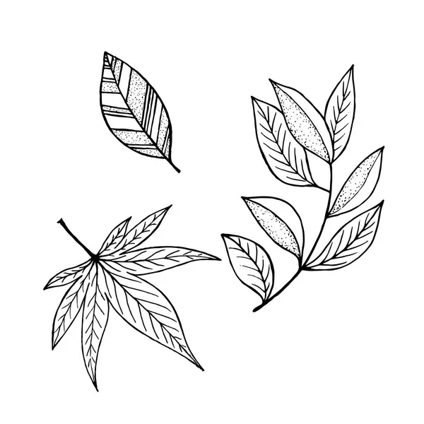 Serie di foglie vettoriali, raccolta di foglie disegnate a mano — Vettoriale Stock