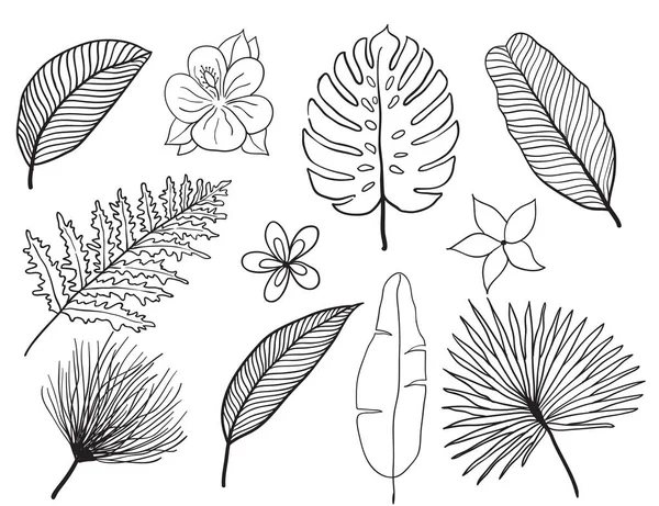 手绘热带树叶剪影矢量集。设置叶。外来.复古矢量植物插图. — 图库矢量图片