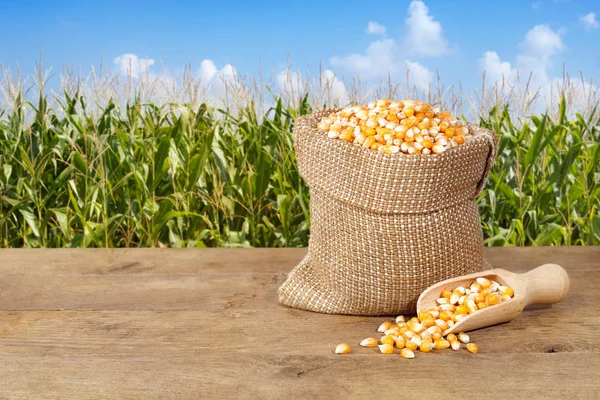 Granturco con sfondo campo di mais — Foto Stock