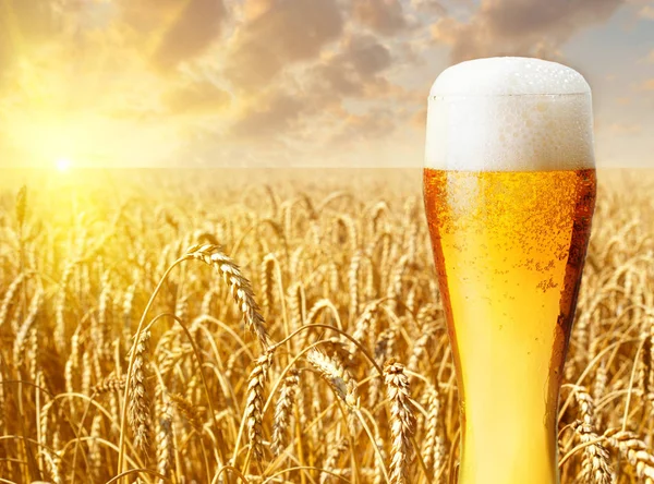 Glass of beer against wheat field — Stock Photo, Image