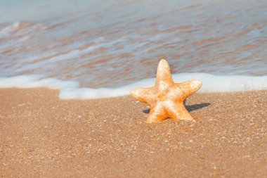 Sahilde denizyıldızı
