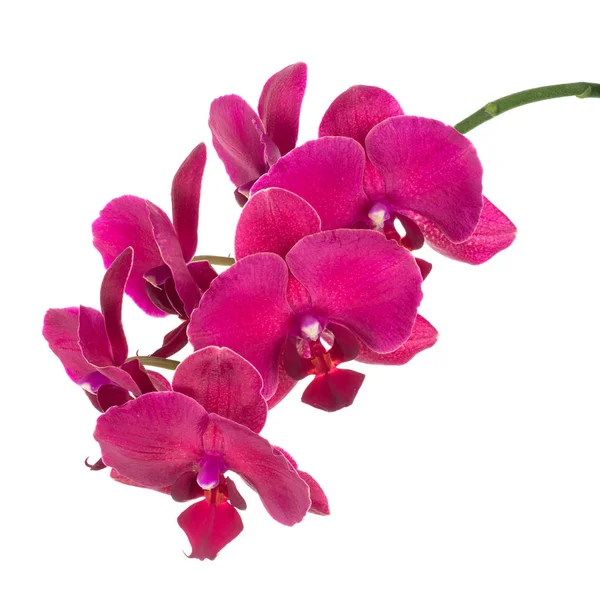 Oddział kwiatowych phalaenopsis — Zdjęcie stockowe