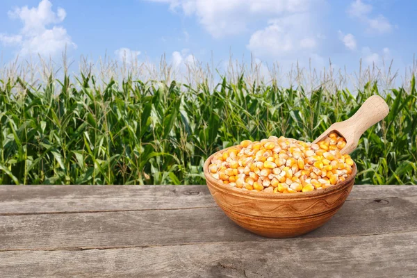 Semillas de maíz en tazón en la mesa —  Fotos de Stock