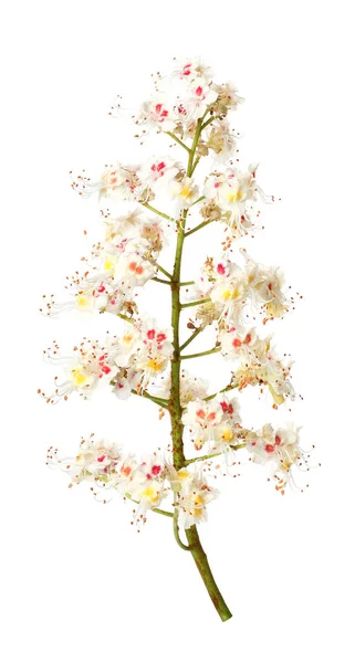 Gesztenye, elszigetelt fehér virágok — Stock Fotó