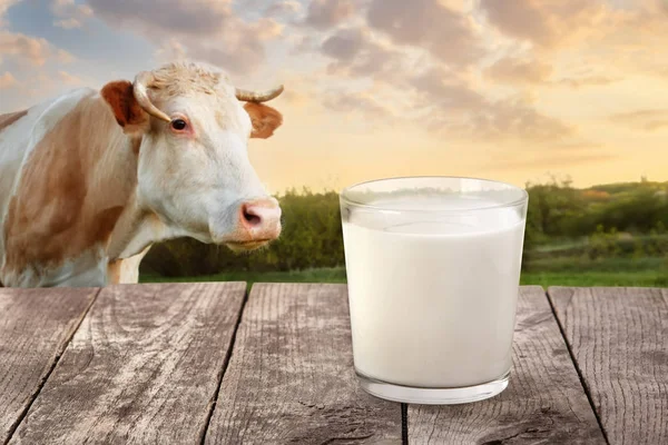 Milch im Glas auf Tisch mit Kuh — Stockfoto