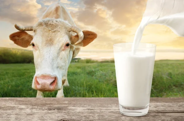 Milch mit Kuh gießen — Stockfoto
